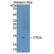 Western blot analysis of recombinant Mouse PPARg protein.