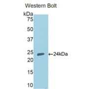 Western blot analysis of the recombinant protein.