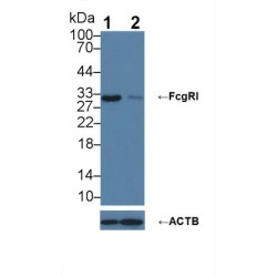 Receptor I For The Fc Region of Immunoglobulin G (FcgRI) Antibody