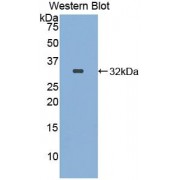 Western blot analysis of recombinant Human ITFG1 Protein.