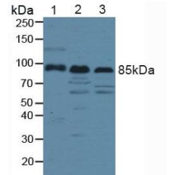 Low Density Lipoprotein Receptor Related Protein 1 (LRP1) Antibody