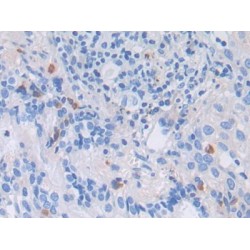 Low Density Lipoprotein Receptor Related Protein 1 (LRP1) Antibody