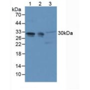 abx104549