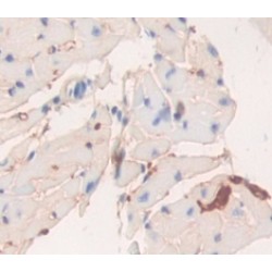 Ectonucleotide Pyrophosphatase/Phosphodiesterase 1 (ENPP1) Antibody