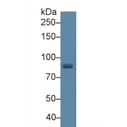 Western blot analysis of Pig Heart lysate, using Human STAT1 Antibody (3 µg/ml) and HRP-conjugated Goat Anti-Rabbit antibody (<a href="https://www.abbexa.com/index.php?route=product/search&amp;search=abx400043" target="_blank">abx400043</a>, 0.2 µg/ml).