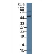 Western blot analysis of Rat Testis lysate, using Human vWA1 Antibody (2 µg/ml) and HRP-conjugated Goat Anti-Rabbit antibody (<a href="https://www.abbexa.com/index.php?route=product/search&amp;search=abx400043" target="_blank">abx400043</a>, 0.2 µg/ml).