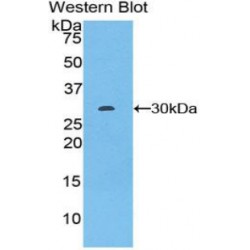 Von Willebrand Factor A Domain Containing Protein 1 (vWA1) Antibody