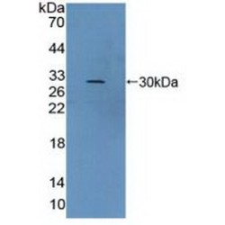 Von Willebrand Factor A Domain Containing Protein 2 (vWA2) Antibody