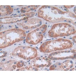 Melanoma Associated Chondroitin Sulfate Proteoglycan (MCSP) Antibody