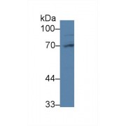 Western blot analysis of Rat Liver lysate, using Human PABPC1L Antibody (2 µg/ml) and HRP-conjugated Goat Anti-Rabbit antibody (<a href="https://www.abbexa.com/index.php?route=product/search&amp;search=abx400043" target="_blank">abx400043</a>, 0.2 µg/ml).