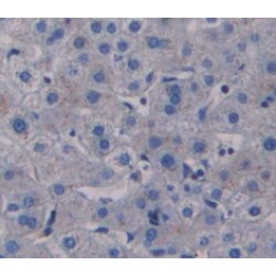 Poly A Binding Protein Cytoplasmic 1 Like Protein (PABPC1L) Antibody