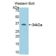 Western blot analysis of the recombinant protein.