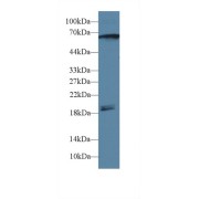 Western blot analysis of Rat Cerebrum lysate, using Human CAMK2g Antibody (1 µg/ml) and HRP-conjugated Goat Anti-Rabbit antibody (<a href="https://www.abbexa.com/index.php?route=product/search&amp;search=abx400043" target="_blank">abx400043</a>, 0.2 µg/ml).