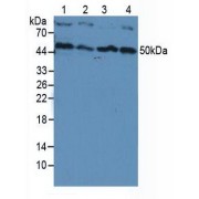 Western blot analysis of (1) Human HeLa cells, (2) Human HepG2 Cells, (3) Human Jurkat Cells and (4) Human K-562 Cells.