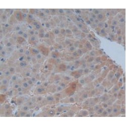 Tumor Necrosis Factor Ligand Superfamily Member 14 / LIGHT (TNFSF14) Antibody