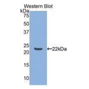 Western blot analysis of the recombinant protein.