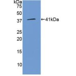 Protein Wnt-3a (WNT3A) Antibody