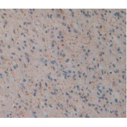 Killer Cell Lectin-Like Receptor Subfamily B Member 1 (KLRB1) Antibody