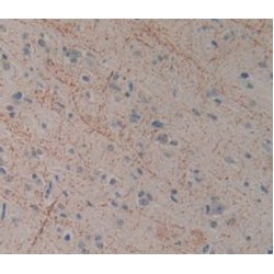 Killer Cell Lectin-Like Receptor Subfamily B Member 1 (KLRB1) Antibody