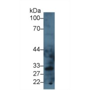 Western blot analysis of Mouse Liver lysate, using Mouse LOX1 Antibody (3 µg/ml) and HRP-conjugated Goat Anti-Rabbit antibody (<a href="https://www.abbexa.com/index.php?route=product/search&amp;search=abx400043" target="_blank">abx400043</a>, 0.2 µg/ml).