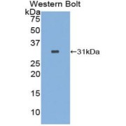Western blot analysis of the recombinant protein.