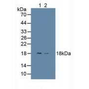 Western blot analysis of (1) Human HepG2 Cells and (2) Human HeLa cells.