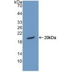 Non-Histone Chromosomal Protein HMG-14 (HMGN1) Antibody