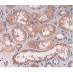 ATPase, H+ Transporting, Lysosomal Accessory Protein 2 (ATP6AP2) Antibody