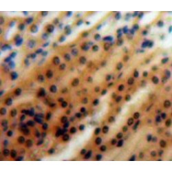 Mitogen Activated Protein Kinase Kinase Kinase Kinase 5 (MAP4K5) Antibody