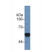 abx104672