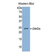 abx104673
