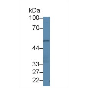 Western blot analysis of Human HeLa cell lysate, using Human PLEKHA1 Antibody (1 µg/ml) and HRP-conjugated Goat Anti-Rabbit antibody (<a href="https://www.abbexa.com/index.php?route=product/search&amp;search=abx400043" target="_blank">abx400043</a>, 0.2 µg/ml).