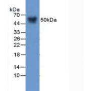 abx104683