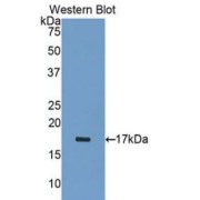 Western blot analysis of the recombinant protein.