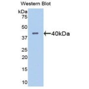 Western blot analysis of the recombinant protein.