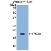 Western blot analysis of the recombinant protein.