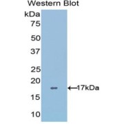 Western blot analysis of the recombinant protein.