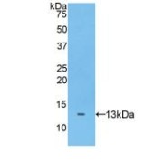 abx104697