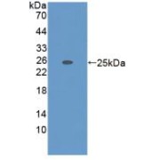 abx104698