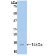 abx104702