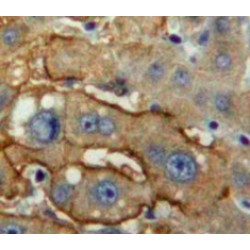 Leukocyte Immunoglobulin Like Receptor Subfamily A, Member 3 (LILRA3) Antibody