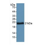 abx104726