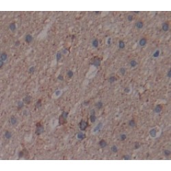 14-3-3 Protein Zeta/Delta (YWHAZ) Antibody