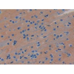 Leucine Rich Repeats And Immunoglobulin Like Domains Protein 3 (LRIG3) Antibody