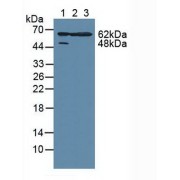 Western blot analysis of (1) Human HeLa cells, (2) Human A549 Cells and (3) Mouse Large Intestine Tissue.