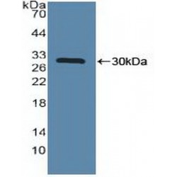 MAP Kinase-Activated Protein Kinase 2 (MAPKAPK2) Antibody