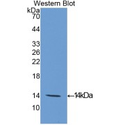 Western blot analysis of the recombinant protein.