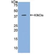 Western blot analysis of recombinant Mouse CCL5.