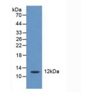 abx104746