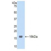 Western blot analysis of recombinant Mouse TNFRSF19L.